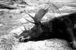 Moose Hunt 28G.JPG